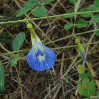 Clitoria ternatea L.